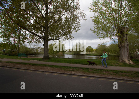 Dog walker da stagno in Theydon Bois Essex Foto Stock