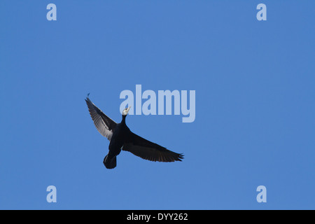 Il cormorano (Phalacrocorax carbo) volando contro un cielo blu scuro Foto Stock