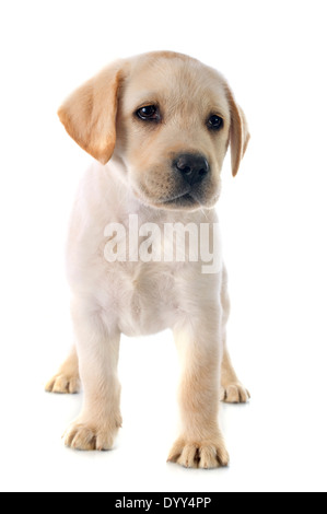 Cucciolo di razza labrador retriever in studio Foto Stock