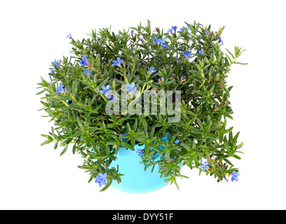 Lithodora diffusa celeste fiori blu di fronte a uno sfondo bianco Foto Stock