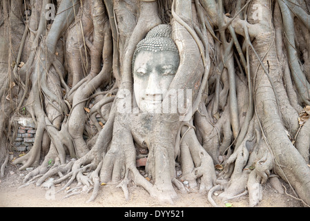Testa di Buddha intrecciano in radici di albero Ayutthaya Thailandia Foto Stock