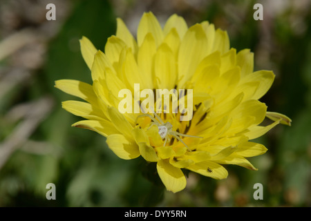 Il ragno granchio sul Texas Tarassaco Foto Stock