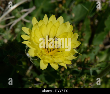 Il ragno granchio sul Texas Tarassaco Foto Stock