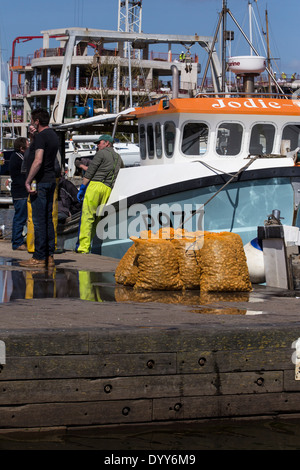 Pescatore sul lato del porto con il peschereccio. Sacchetti di cozze si fermò in primo piano. Lymington Quayside, Hampshire. Regno Unito. Foto Stock