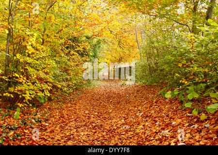 Percorso autunnale in Guildford Foto Stock