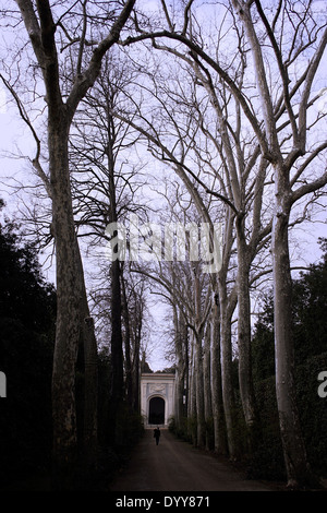 Uomo che cammina verso il basso di un viale di alberi di autunno al Giardino di Boboli di Firenze, Italia Foto Stock