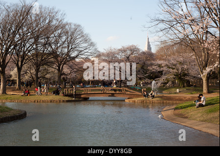 La fioritura dei ciliegi in fiore a Yoyogi Park, Tokyo, Giappone Foto Stock