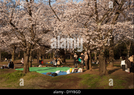 La fioritura dei ciliegi in fiore a Yoyogi Park, Tokyo, Giappone Foto Stock