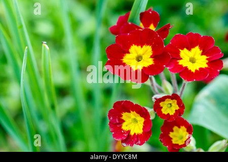 Primo piano della bellissima primula rossa in giardino - stock photo Foto Stock