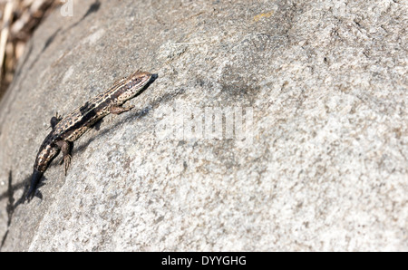 Sabbia lucertola distesa al sole sulla roccia grigio Foto Stock