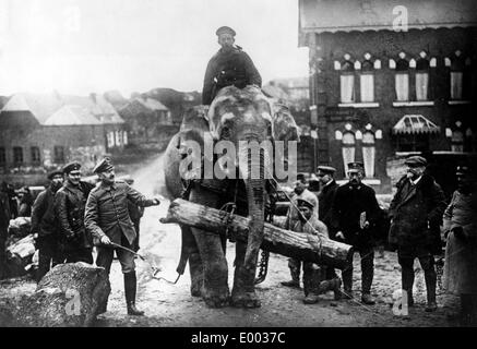 L'elefante indiano al fronte occidentale, 1915 Foto Stock