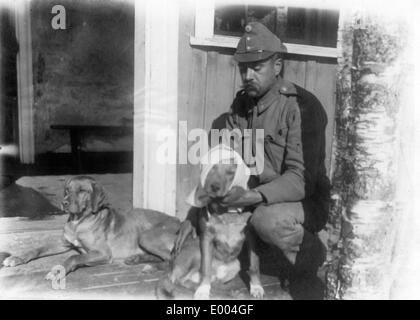 Feriti cani di guerra in un ospedale da campo, 1917 Foto Stock