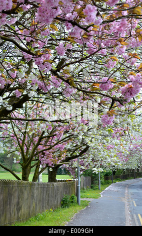 Incredibile Lancashire Foto Stock