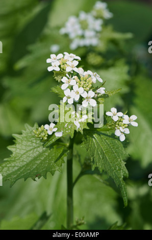 Aglio senape, Alliaria petiolata - bianco fiori e foglie giovani. Foto Stock