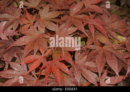 Gocce di pioggia sul rosso scuro foglie di Acer palmatum Bloodgood. Foto Stock