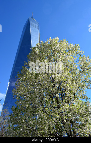 One World Trade Center e il 'Survivor Tree" a Ground Zero a Manhattan. Foto Stock