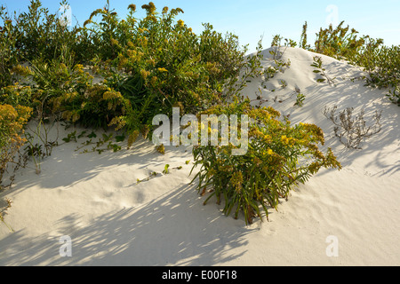 Le dune di sabbia e oro, Assateague Island National Seashore, Maryland, Stati Uniti d'America Foto Stock