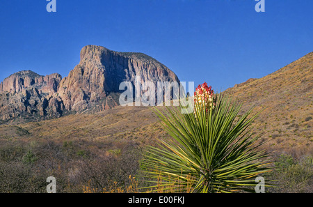 Una yucca fiorisce in primavera nel Parco nazionale di Big Bend, Texas Foto Stock