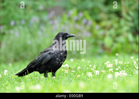 Ritratto di un comune Raven in erba Foto Stock