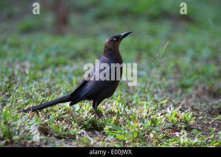 Grande-tailed Grackle (Quiscalus mexicanus loweryi), femmina rovistando in erba a Anthony's Key Resort in Roatan, Honduras. Foto Stock