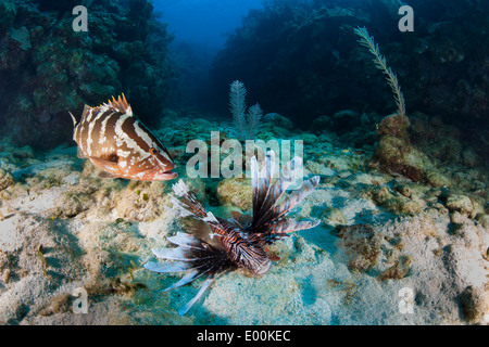 Cernie Nassau (Epinephelus striatus) mangiando un risparmiati da fresco e morto Leone Rosso (pterois volitans) Foto Stock