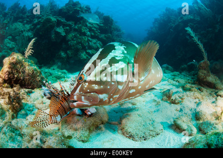 Cernie Nassau (Epinephelus striatus) mangiando un risparmiati da fresco e morto Leone Rosso (pterois volitans) Foto Stock