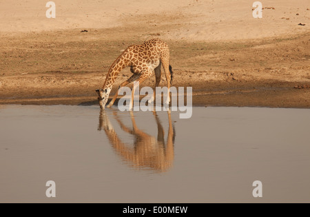 Una giraffa di Thornicroft bere South Luangwa National Park in Zambia Foto Stock