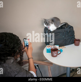 Amanti del gatto provengono da vicino e da lontano per la Cat Cafe on the Bowery a New York Foto Stock