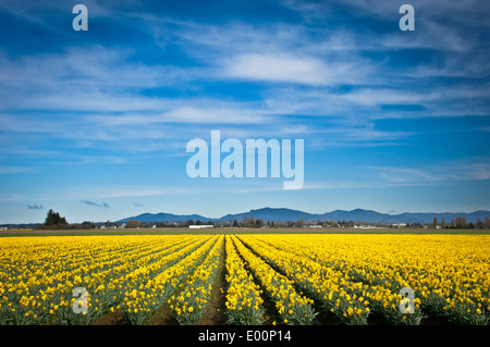 Giunchiglie fiorire in un bulbo RoozenGaarde campo nell'Skagit River Valley, Washington, Stati Uniti d'America Foto Stock