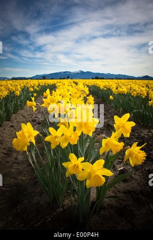 Giunchiglie fiorire in un bulbo RoozenGaarde campo nell'Skagit River Valley, Washington, Stati Uniti d'America Foto Stock