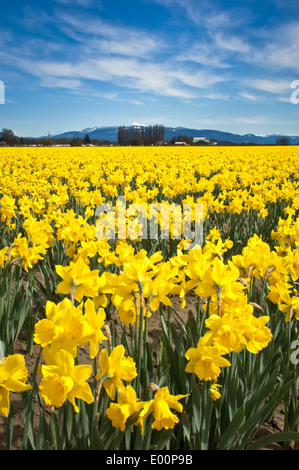 Giunchiglie fiorire in un bulbo RoozenGaarde campo nell'Skagit River Valley, Washington, Stati Uniti d'America Foto Stock