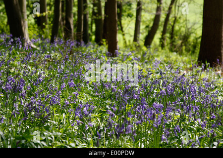 La molla Bluebells fioritura nei boschi Chantries vicino a Guildford nel Surrey Foto Stock