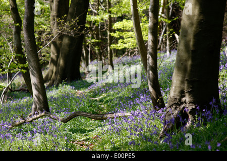 La molla Bluebells fioritura nei boschi Chantries vicino a Guildford nel Surrey Foto Stock