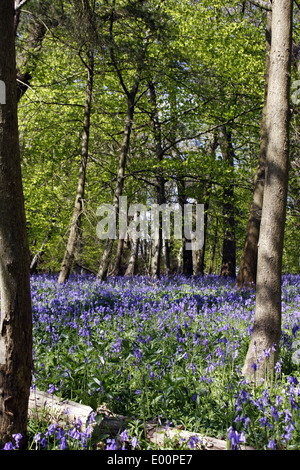 La molla Bluebells fioritura nei boschi Chantries vicino a Guildford nel Surrey Foto Stock