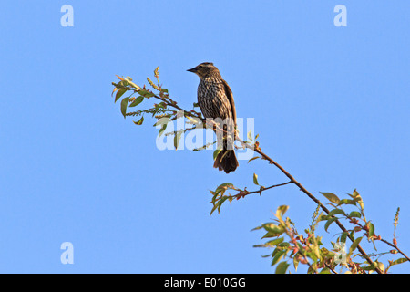 Femmina rosso-winged blackbird (Agelaius phoeniceus) alla sommità di un albero. Foto Stock