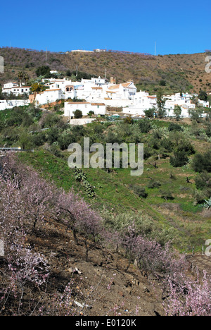 Vista generale del villaggio imbiancate a calce (pueblo blanco) con mandorla fiore in primo piano, daimalos, Spagna. Foto Stock