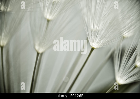 Primo piano particolare di tarassaco orologio semi dispersione seme bianco ombrello testa rotonda ogni seme pappus ombrello è 8mm attraverso Foto Stock