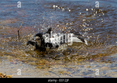 Gazza allodola. Grallina cyanoleuca la balneazione sul bordo del lago di pomodoro Perth W.A. Foto Stock