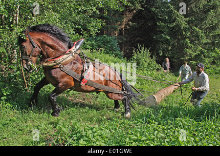 Sud Coldblood TEDESCO Horse . Stallone lavora in una foresta. Germania Foto Stock