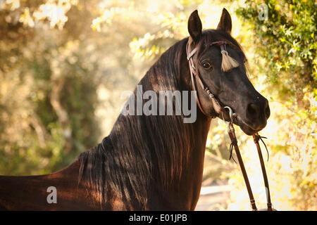 PRE o Pura Raza Española, stallone nero, ritratto, con lo spagnolo briglia, Llucmajor, Maiorca, isole Baleari, Spagna Foto Stock