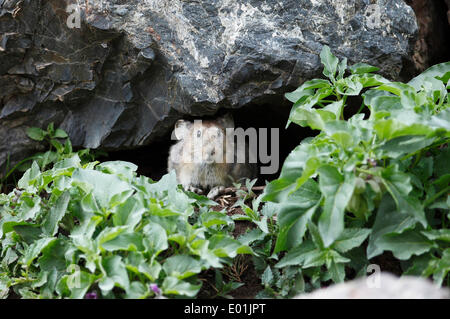 Pika (Ochotonidae), gli avvoltoi Gorge, Yolyn Am, Gobi Gurvansaikhan National Park, deserto dei Gobi, Ömnö-Gobi-Aimag, Mongolia Foto Stock