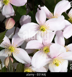 Primo piano della fioritura precoce la clematide Montana Rubens producendo fiori di colore rosa pallido in un giardino Alsager cheshire england Foto Stock