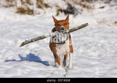 Basenji. Adulto in esecuzione nella neve mentre trasporta un bastone nel suo muso. Germania Foto Stock