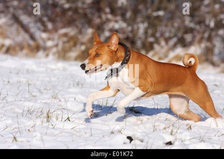 Basenji. Adulto in esecuzione nella neve. Germania Foto Stock