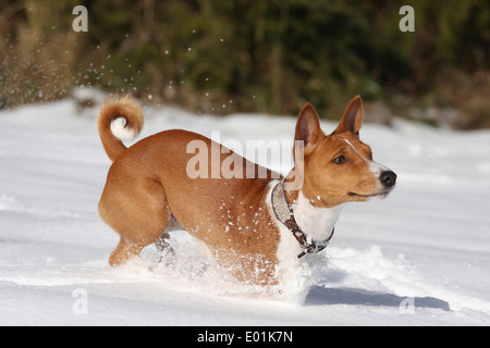 Basenji. Adulto in esecuzione nella neve. Germania Foto Stock