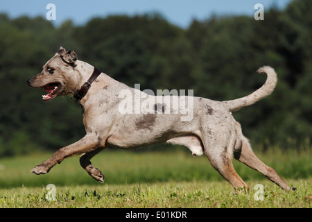 Louisiana Catahoula Leopard Dog. Adulto in esecuzione su un prato. Germania Foto Stock