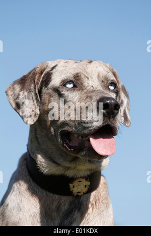 Louisiana Catahoula Leopard Dog. Ritratto di adulto. Germania Foto Stock