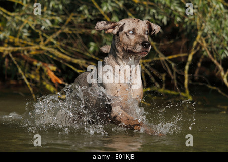 Louisiana Catahoula Leopard Dog. Adulto in esecuzione in acqua. Germania Foto Stock