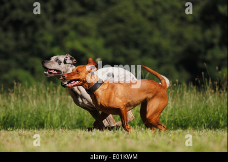 Louisiana Catahoula Leopard Dog e Vizsla ungherese in esecuzione su un prato. Germania Foto Stock