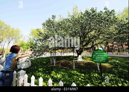 Harbin, la Cina della Provincia di Heilongjiang. 29 apr 2014. Un cittadino prende le foto di una fioritura Pear Tree, che è di oltre 120 anni di Harbin, capitale del nord-est della Cina di Provincia di Heilongjiang, Aprile 29, 2014. © Wang Jianwei/Xinhua/Alamy Live News Foto Stock